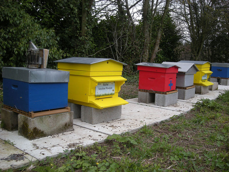 La ruche Sololbe Mouque